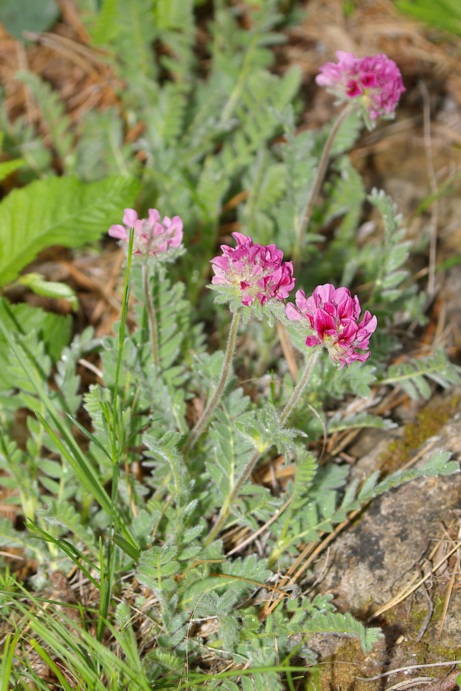 Anthyllis montana / Vulneraria montana